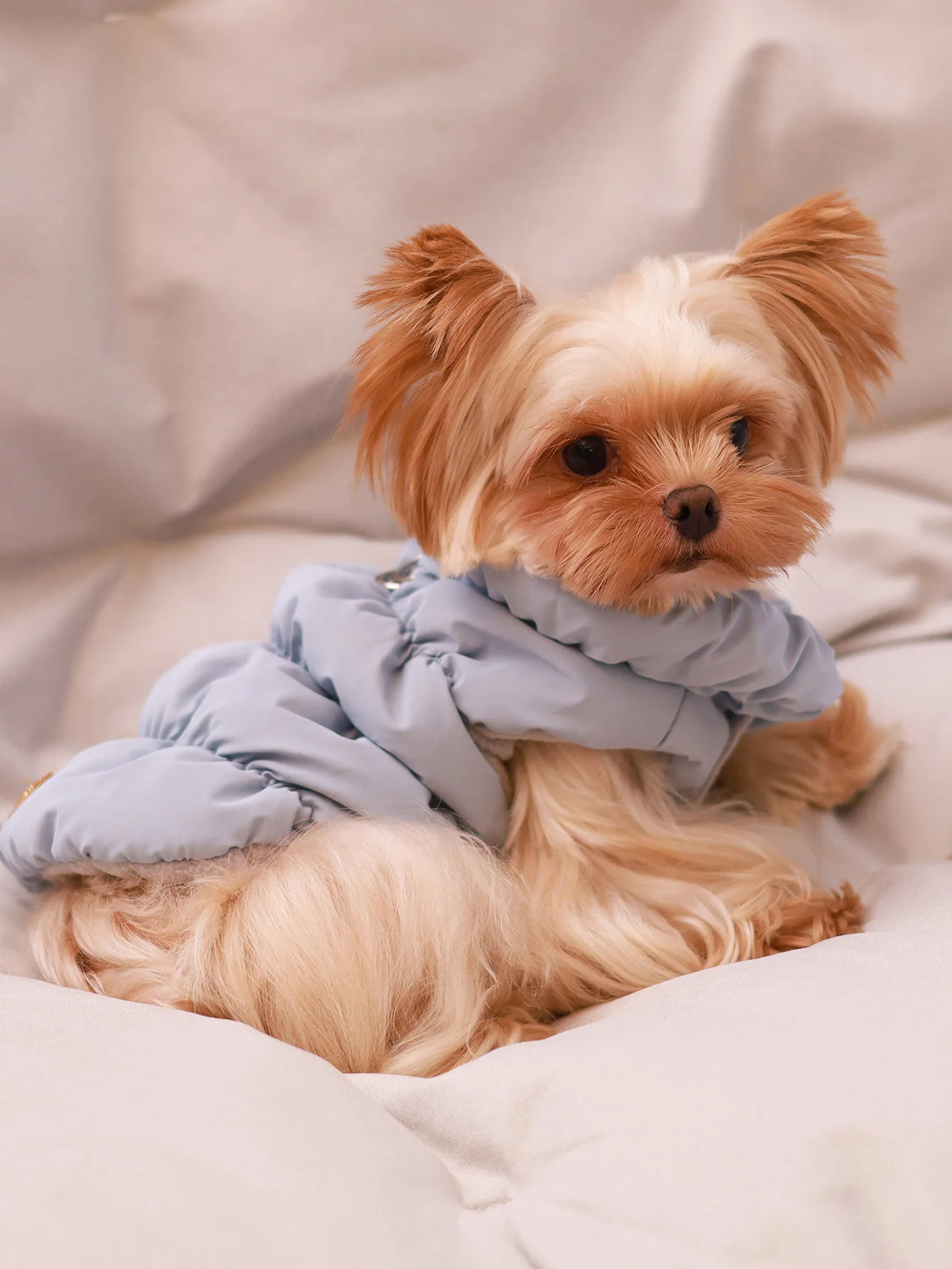 Chaqueta abrigo para perros otoño/invierno, gruesa y cálida de 3 capas, adecuada para perros pequeños a medianos como caniche, Teddy, York