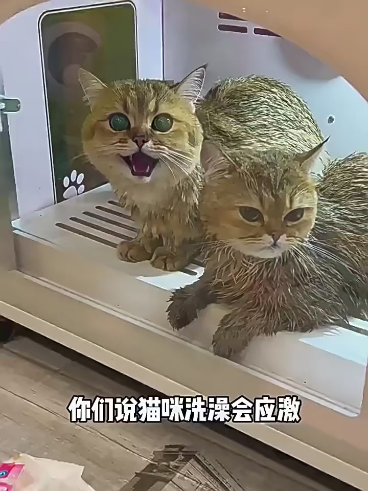 Cepillo de vapor para gatos y perros, cepillo de vapor, pulverizador eléctrico para masaje, herramienta de aseo para mascotas, 3 en 1, pulverizadores eléctricos, peines de masaje